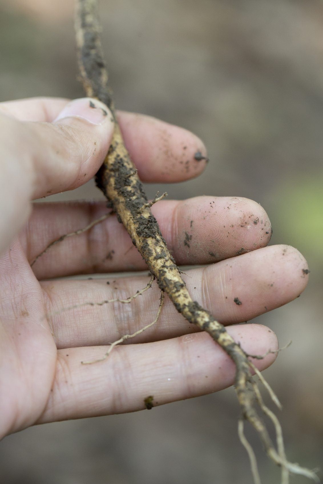 Hand Holding Root Cuttings