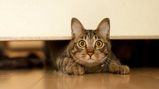 Scared cat hiding under couch