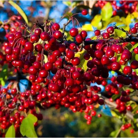 Chokecherry Plant Live for Planting, Red Chokecherry Tree, Chokecherry Live Plant in Home Garden, 4-8 Inch Tall, 5 Inch Pot