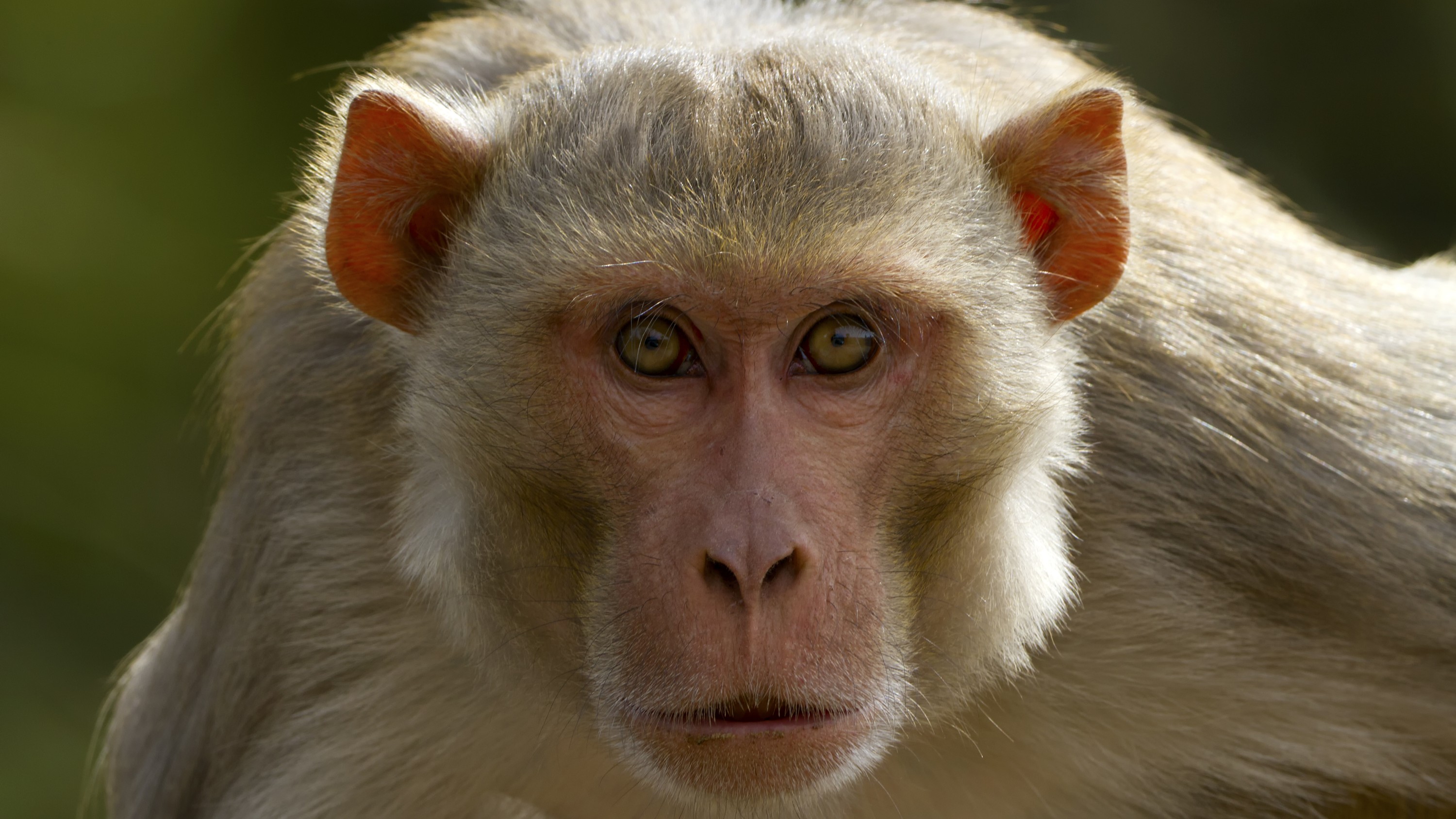 A portrait photograph of a rhesus macaque looking at the camera. 