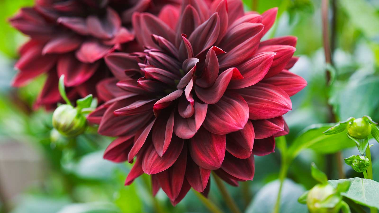red dahlia flowers