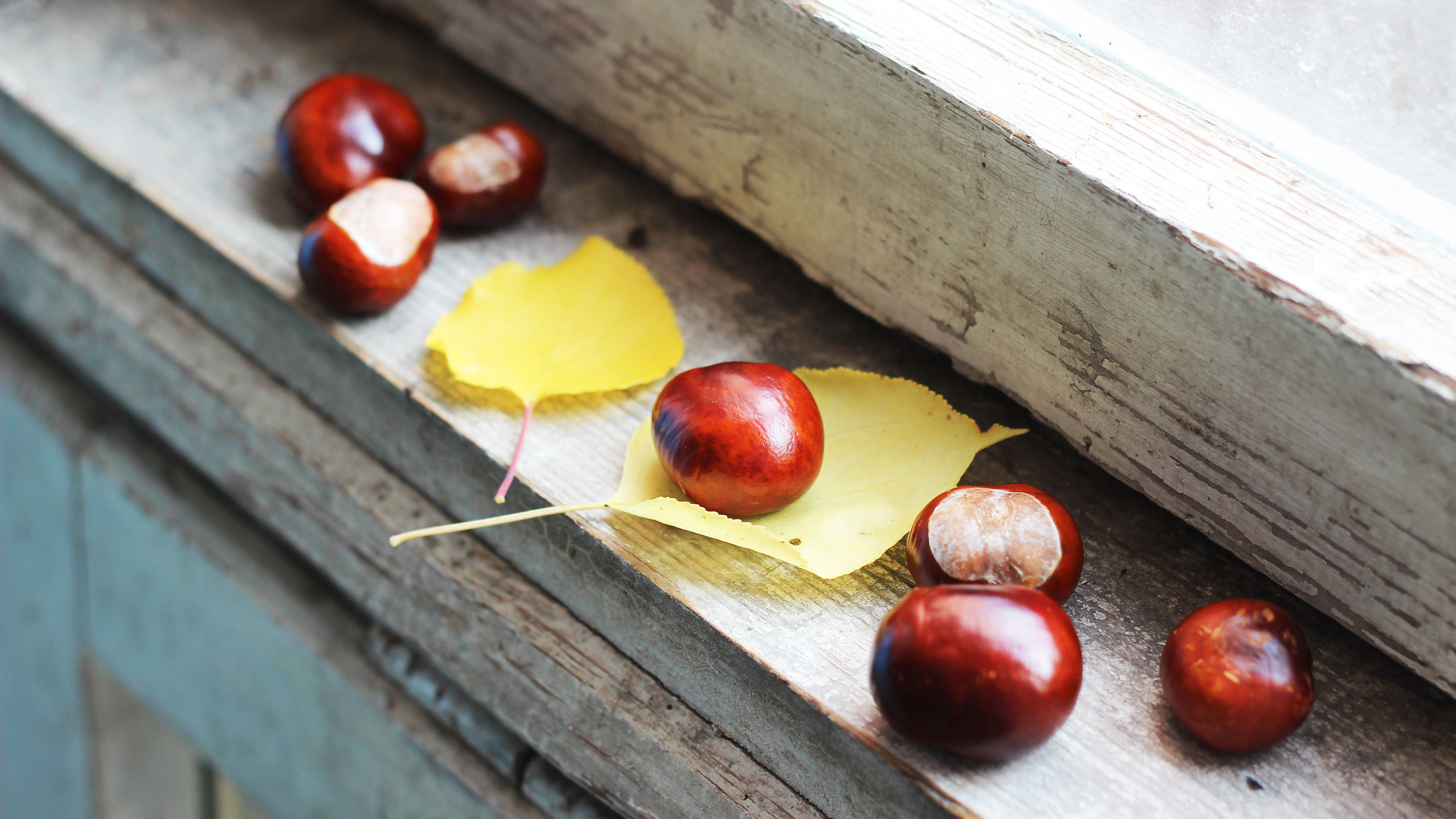 Conkers sitting on a windowsill with a leaf