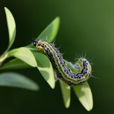 Box tree moth caterpillar