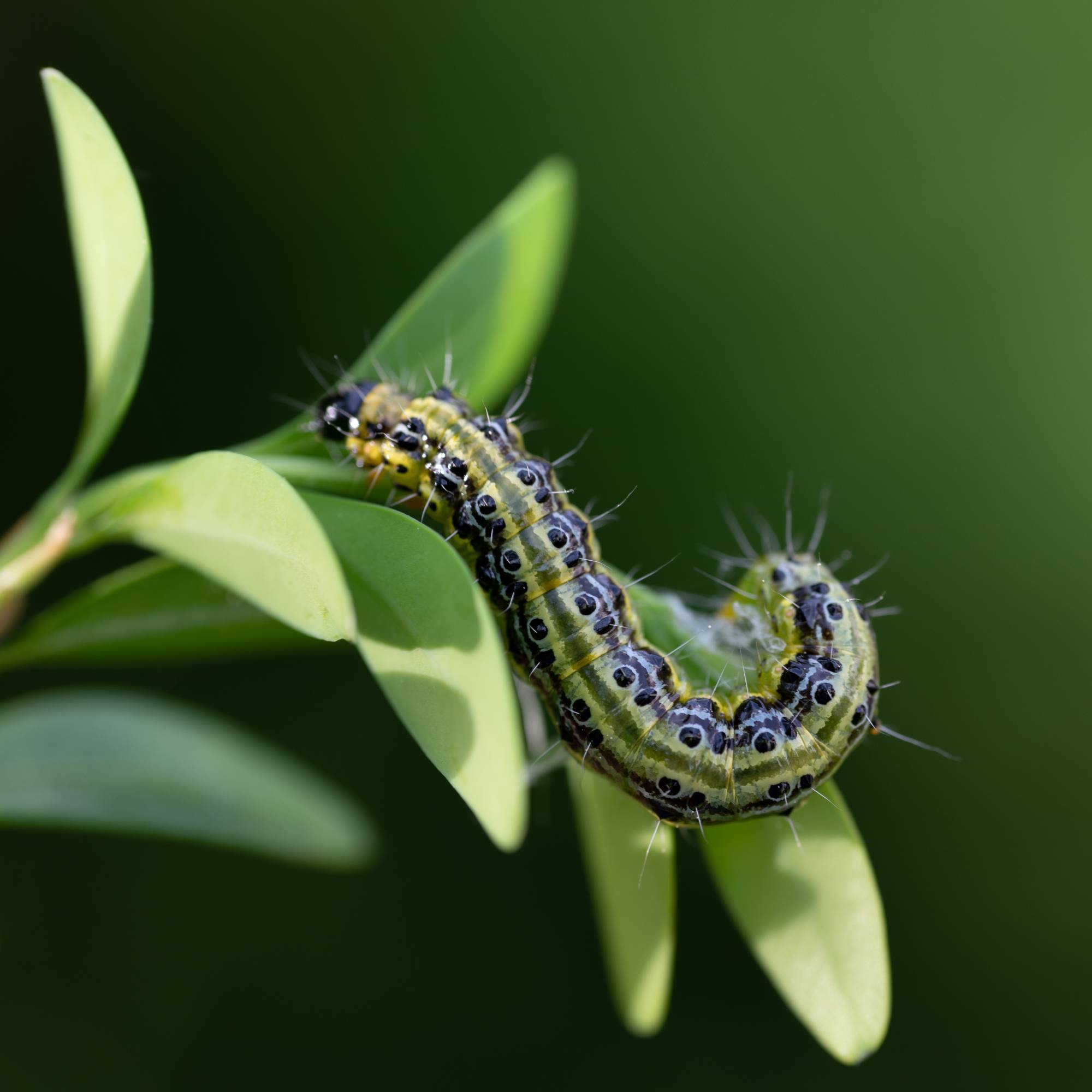 Box tree moth caterpillar