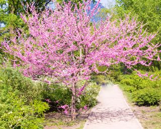 Eastern Redbud, also known as Cercis canadensis, in blossom in spring.