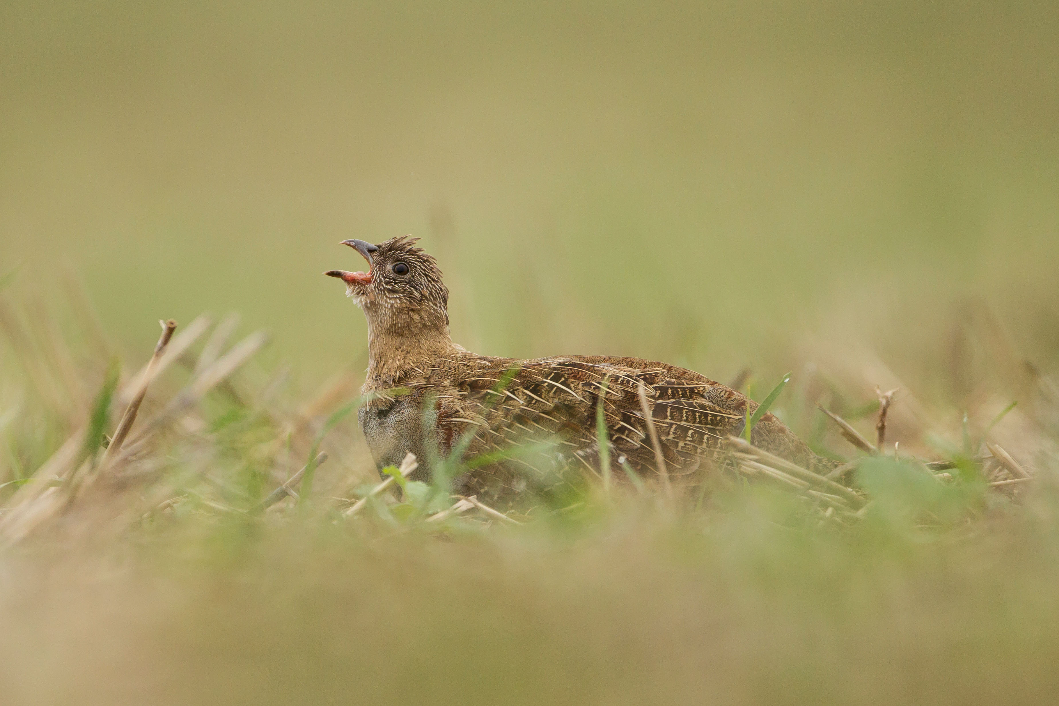 Grey partridge