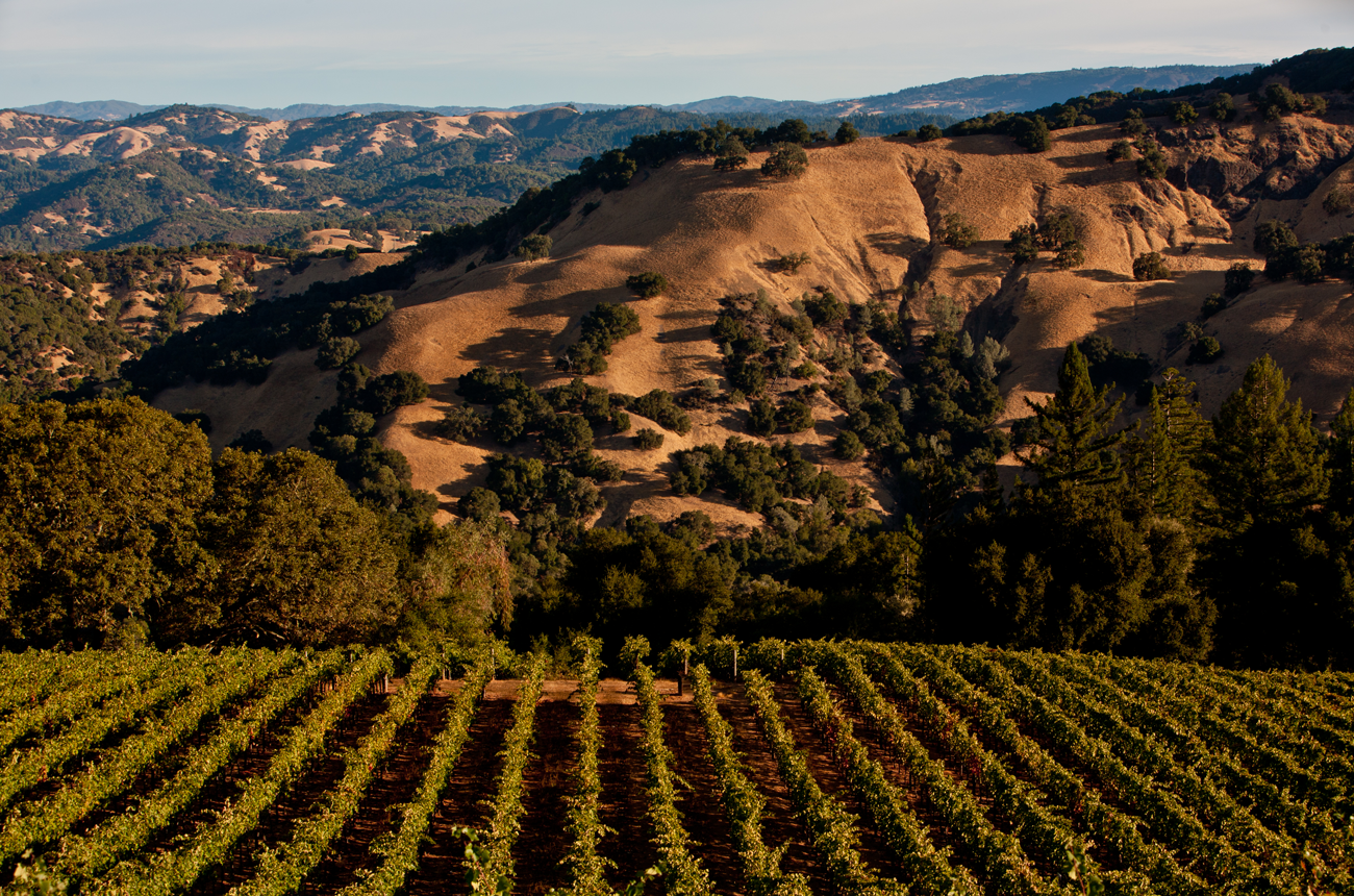 SCV_vineyard_scenic_Rockpile_AVA_fall_George_Rose_2012_Hres_Sonoma_County_009.png