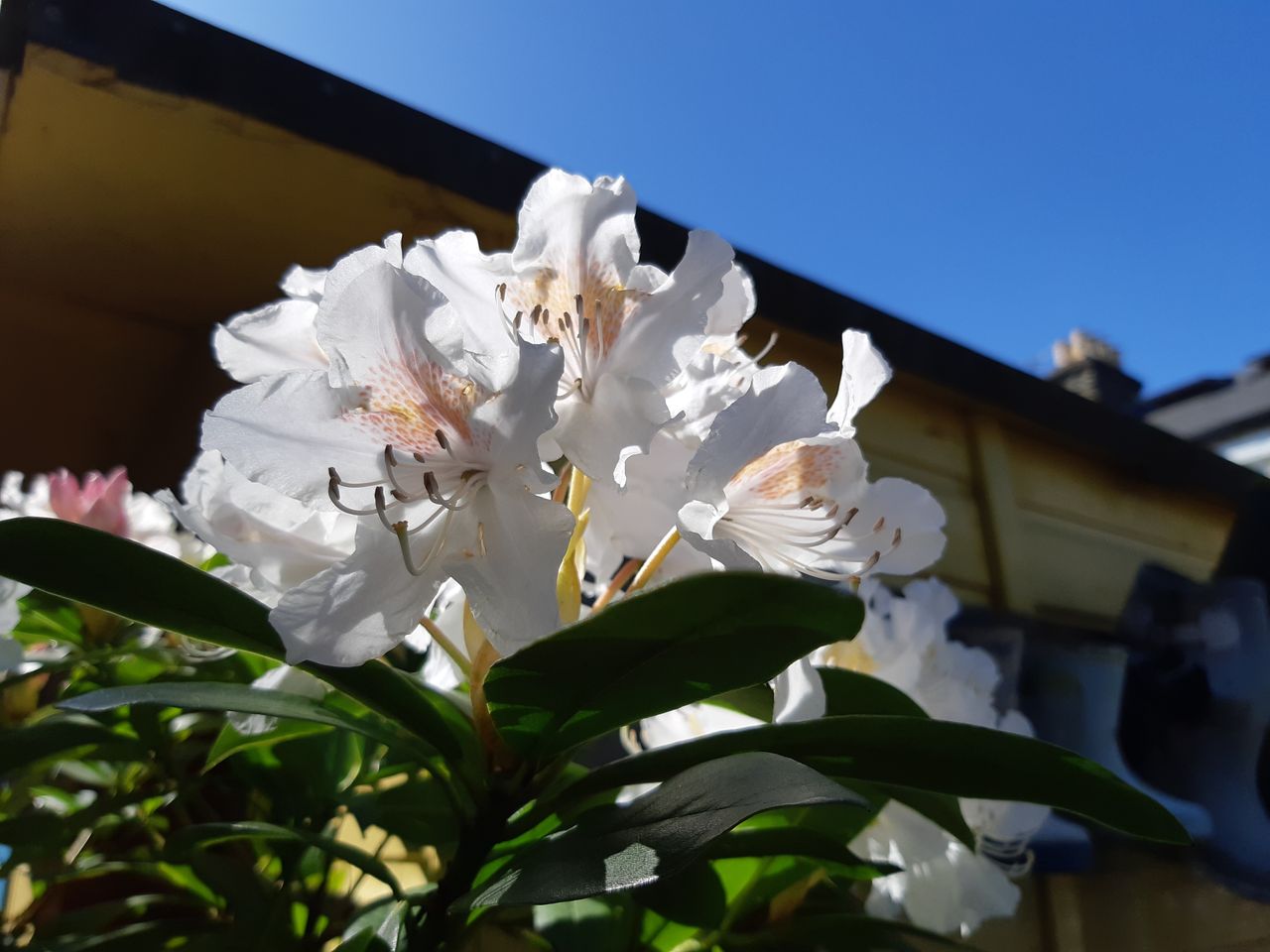 Bokeh could be slightly cleaner looking, but the Galaxy A8 takes good nature shots.