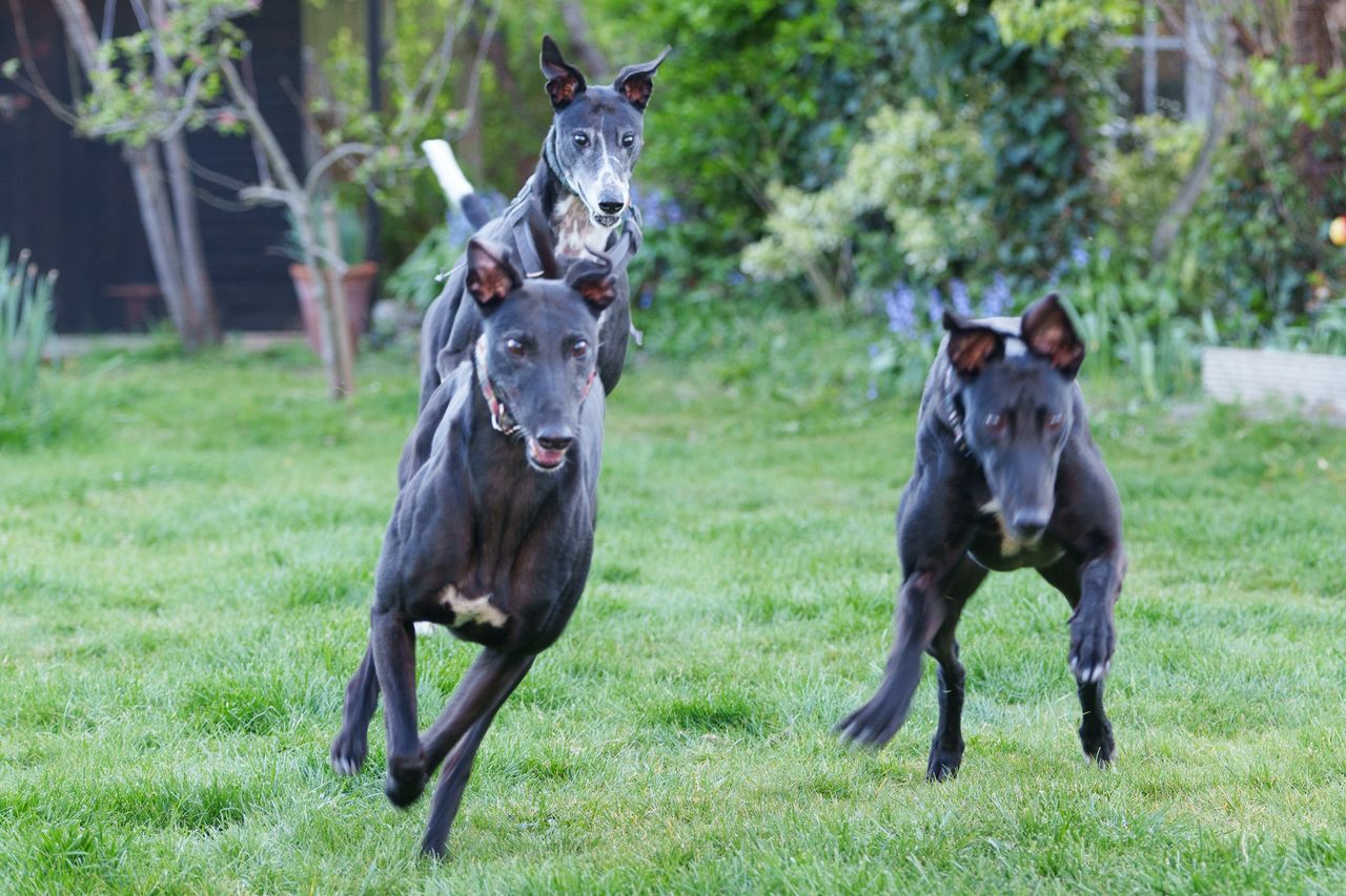Three greyhounds running
