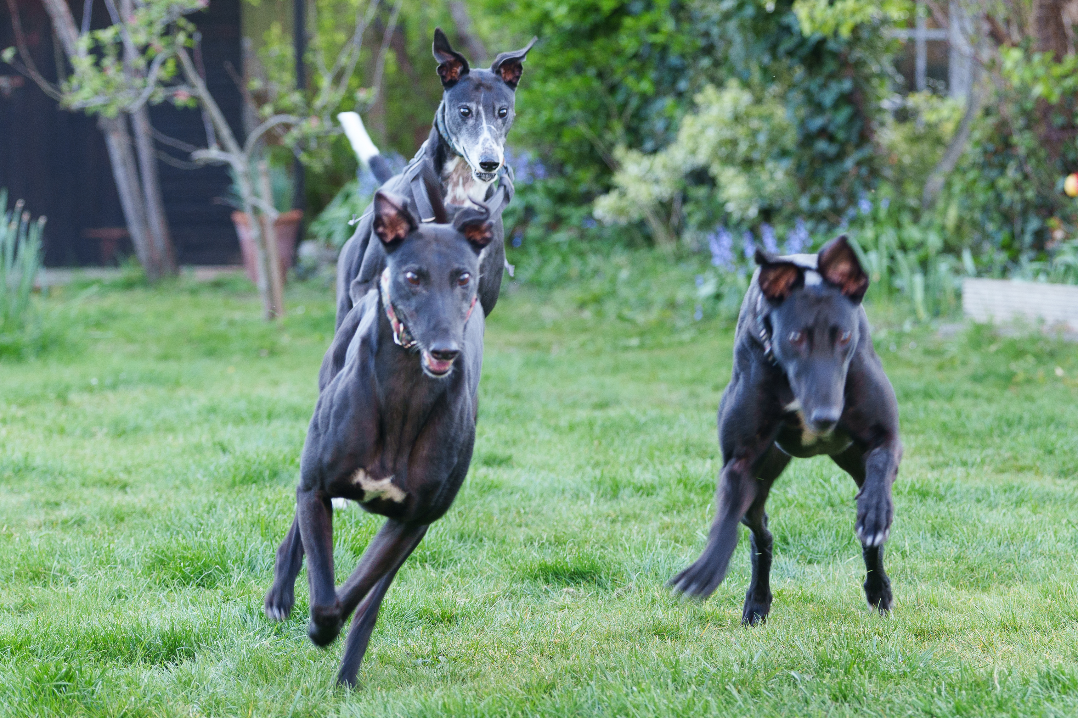 Three greyhounds running