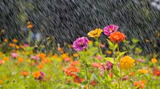 zinnias in rain