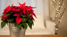 a red poinsettia inside a home at Christmas