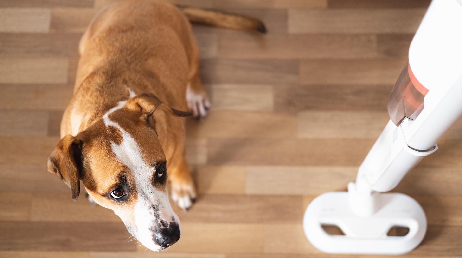 Dog and vacuum cleaner