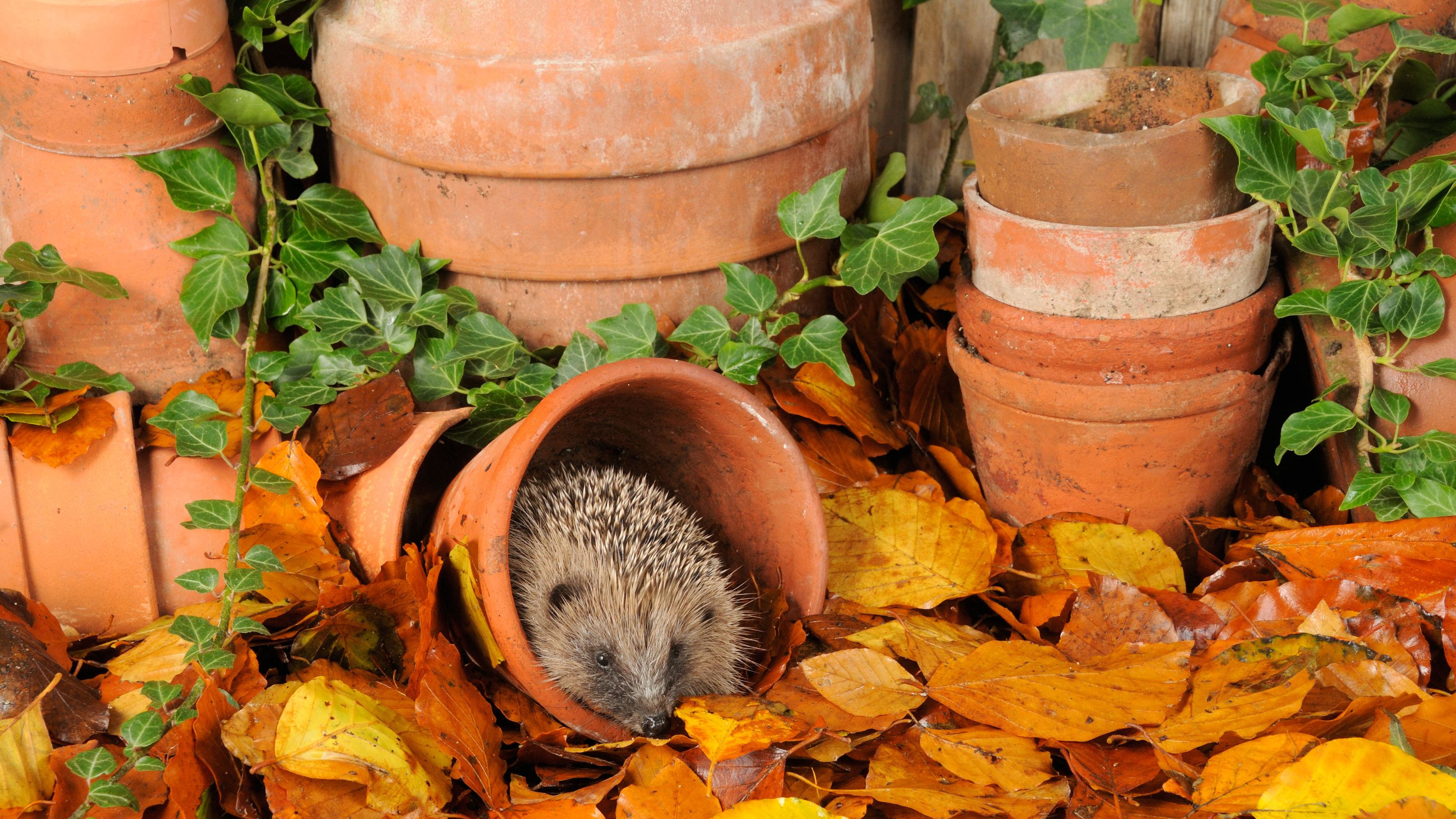 autumn garden with hedgehog and pots