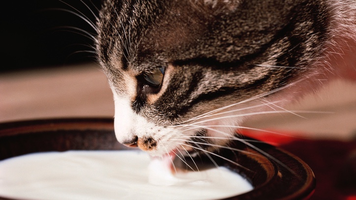 Are Cats Lactose Intolerant Or Can They Drink Milk Or Cream PetsRadar