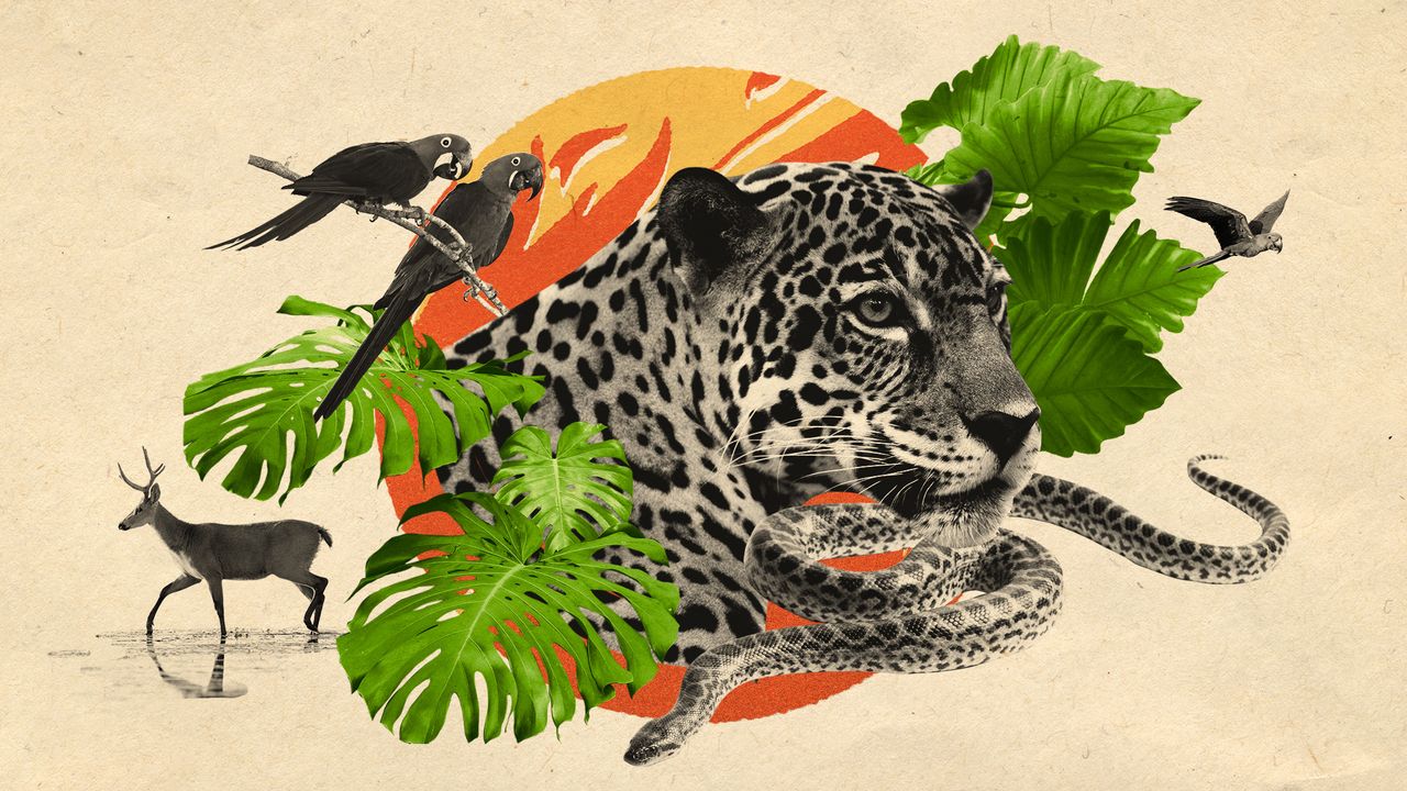 Photo collage of parrots, a jaguar, an anaconda, a marsh deer and various plants of the Panantal region on a background of an illustration of fire.