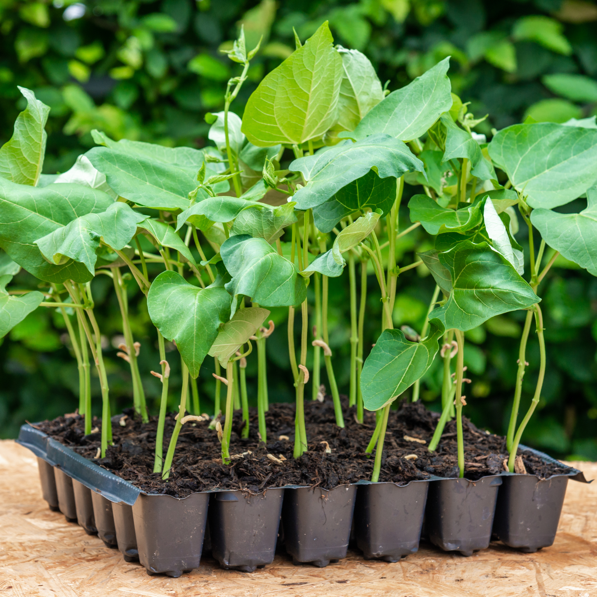 dwarf french bean seedlings in a container - pavlinec - GettyImages-2176421404