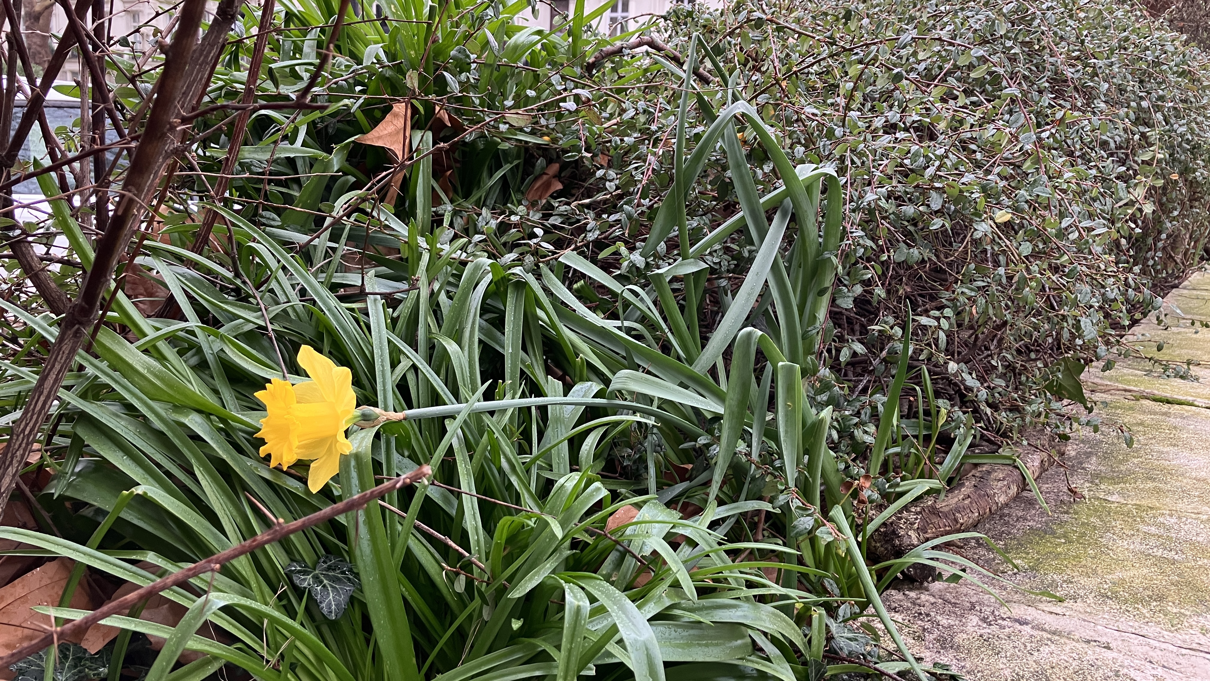 Photos of daffodils and bushes in a variety of filters