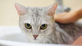 Cat being washed in a sink
