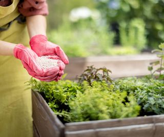 Hands spreading a granular fertilizer around plants in a raised bed