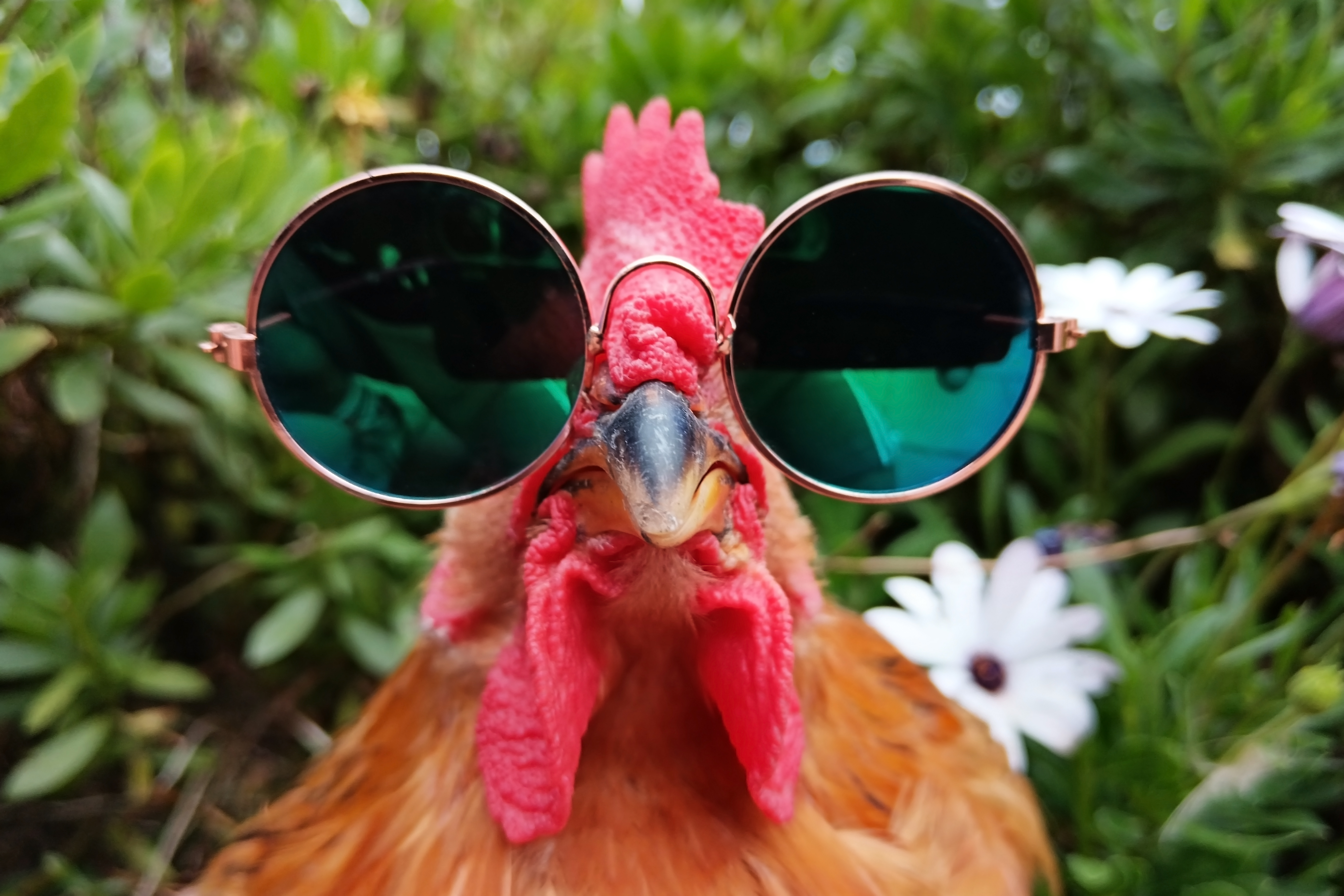A chicken stares at the camera. It is wearing sunglasses