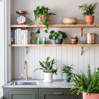 kitchen with shelves and plants