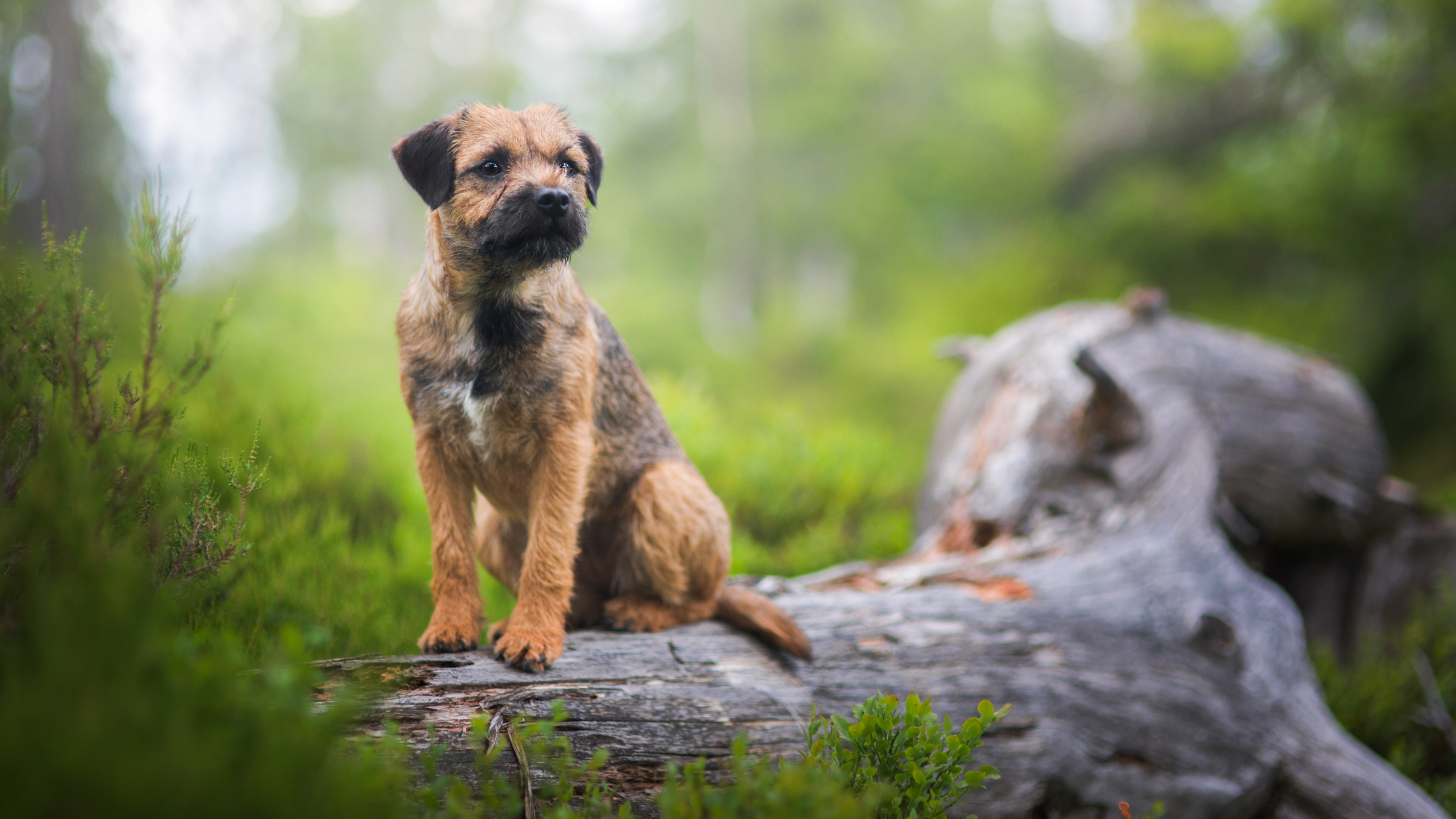 Border Terrier