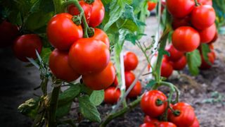 Tomato plants ready to harvest, abundant with tomatoes