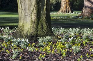 snowdrops