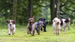 Group of spaniels running