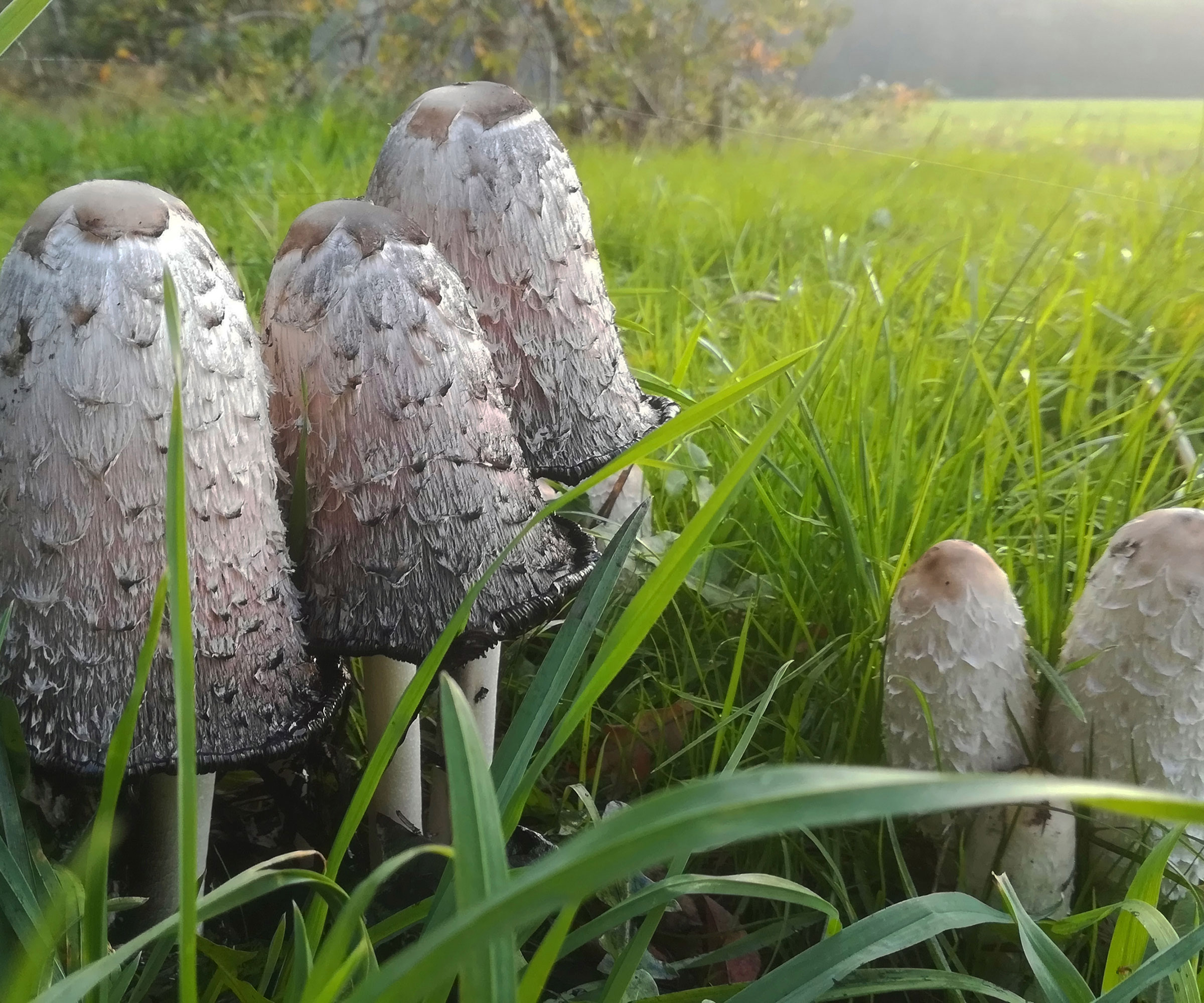 mushrooms shaggy ink caps in garden lawn