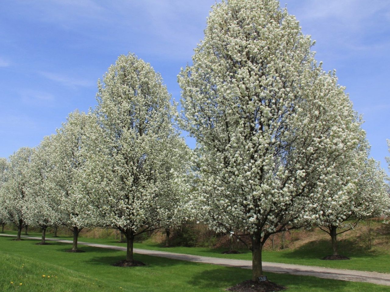 A path lined with blooming Callery pear trees