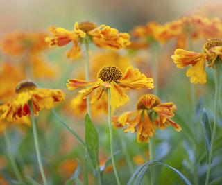 Orange sneezeweed flowers