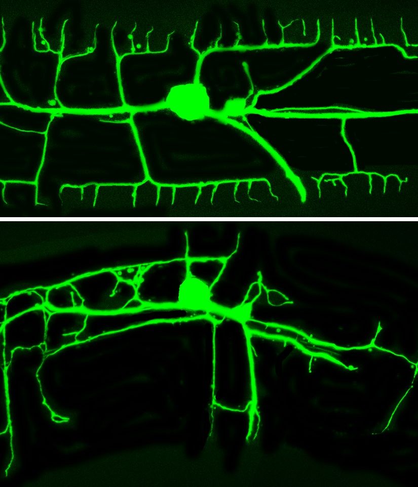 c elegans dendrites