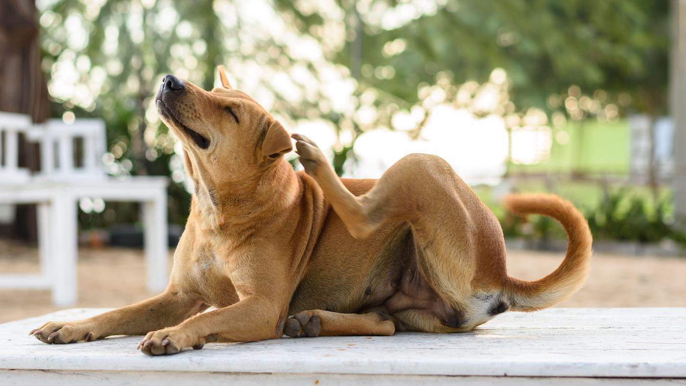 Dog scratching his ear with his hindleg