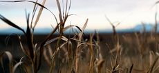 crops, carbon dioxide, nutrients