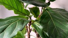 fiddle leaf fig leaves