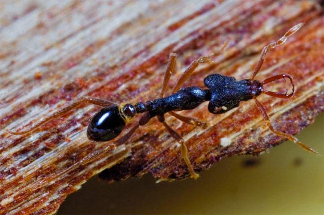 Trap-jaw ant