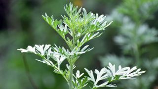 The leaves of a wormwood plant