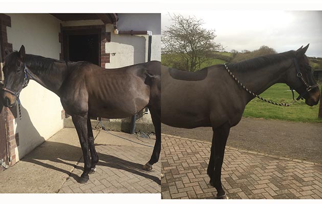 “This is my former racehorse No Women No Cry, AKA Smokey. He was bred by Sarah Tizzard, and is out of Motown Melody and is by the great Kayf Tara, who also sired Thistlecrack. He raced 34 times and won four despite ripping open his hip as a foal on a gate latch. I purchased him in August 2015 and have since been retraining him. He started competing in dressage with me last July and has since gone from strength to strength. He is now winning at prelim and has just started novice level with a hope to get him to elementary by the end of this year if not before. To add to the story, I had not ridden for over 20 years when I made the decision to revitalise my childhood passion. So for us both to have already got so far is a fantastic achievement” — Angela Gould