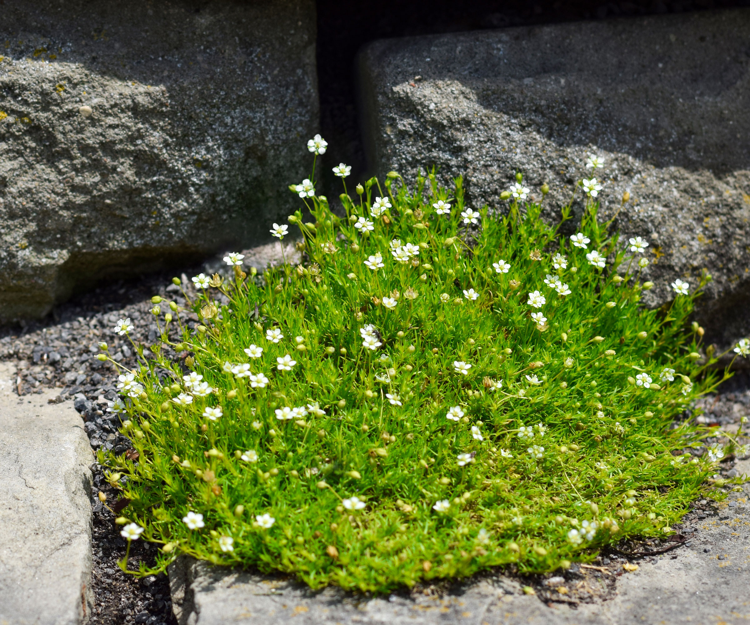 Irish moss in rockery