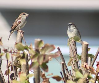 birds on crepe myrtle that has been trimmed for cuttings