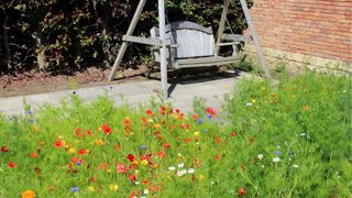 wildflowers in a garden next to a swinging wooden bench to illustrate the rewilding garden trend