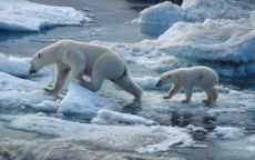 polar bears swimming