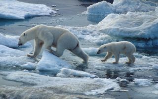 polar bears swimming