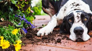 Guilty Great Dane lying beside dug up flower beds