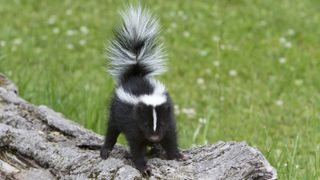 A baby skunk about to spray.