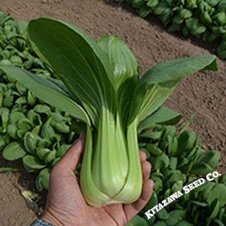 Pak Choi - Summer Zest 