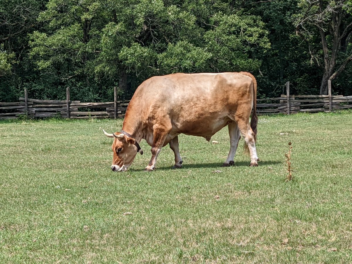 Google Pixel 6a camera samples