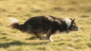 Border collie running fast